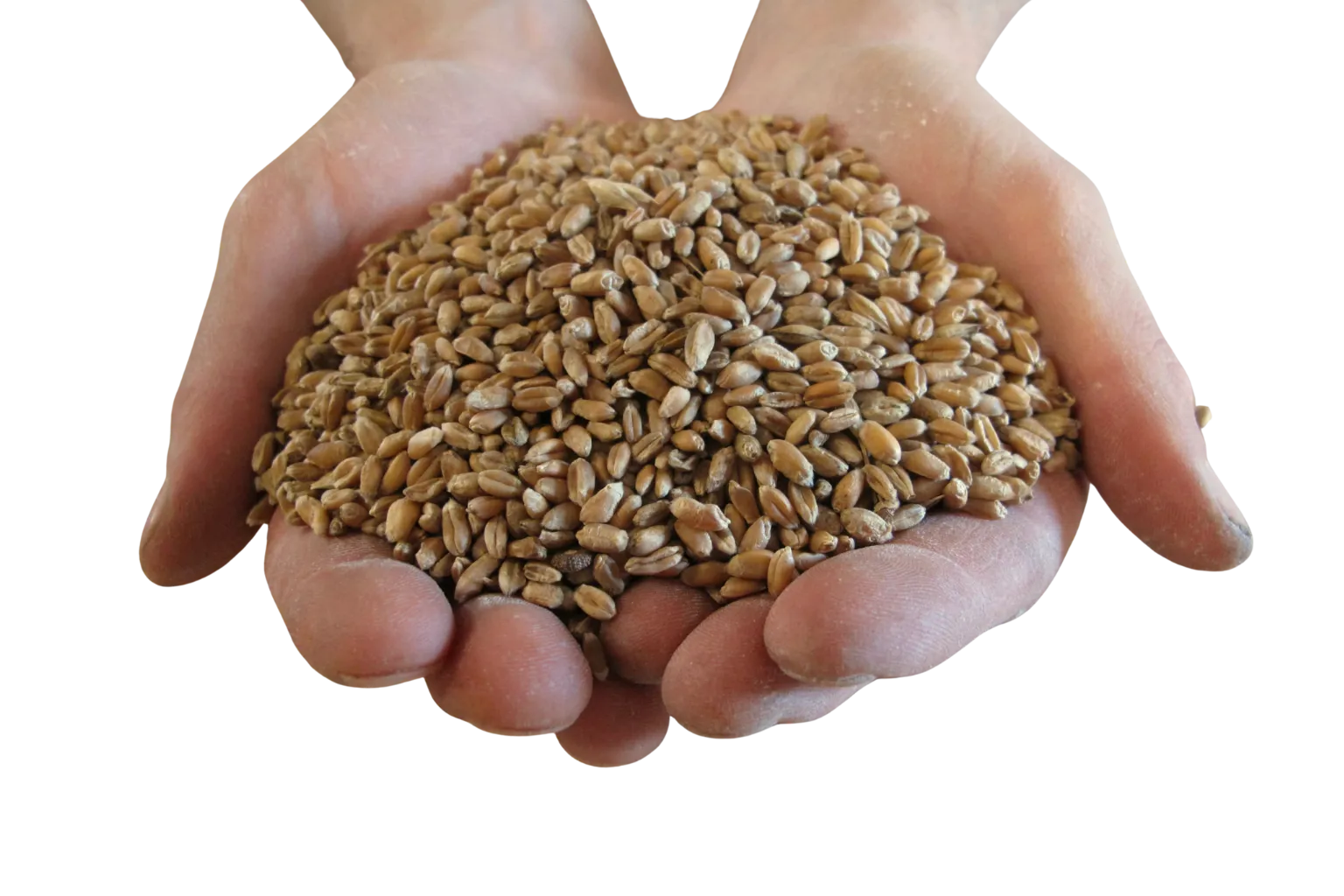 cereales-et-legumes-secs